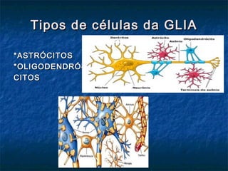 Tipos ddee ccéélluullaass ddaa GGLLIIAA 
**AASSTTRRÓÓCCIITTOOSS 
**OOLLIIGGOODDEENNDDRRÓÓ-- 
CCIITTOOSS 
 