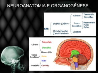 NEUROANATOMIA E ORGANOGÊNESE
 