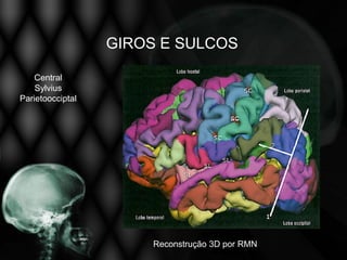 GIROS E SULCOS

    Central
    Sylvius
Parietoocciptal




                      Reconstrução 3D por RMN
 