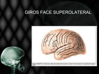 GIROS FACE SUPEROLATERAL
 