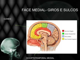 FACE MEDIAL- GIROS E SULCOS

CÚNEO




          OCCIPTOTEMPORAL MEDIAL
 