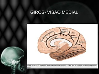 GIROS- VISÃO MEDIAL
 