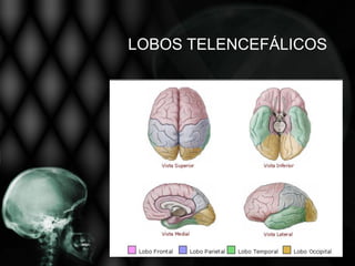 LOBOS TELENCEFÁLICOS
 