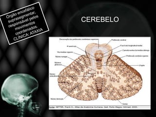 CEREBELO
 