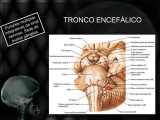 TRONCO ENCEFÁLICO
 