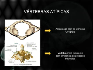 VÉRTEBRAS ATÍPICAS



            Articulação com os Côndilos
                      Occiptais




              Vertebra mais resistente
            com eminência do processo
                     odontóide
 