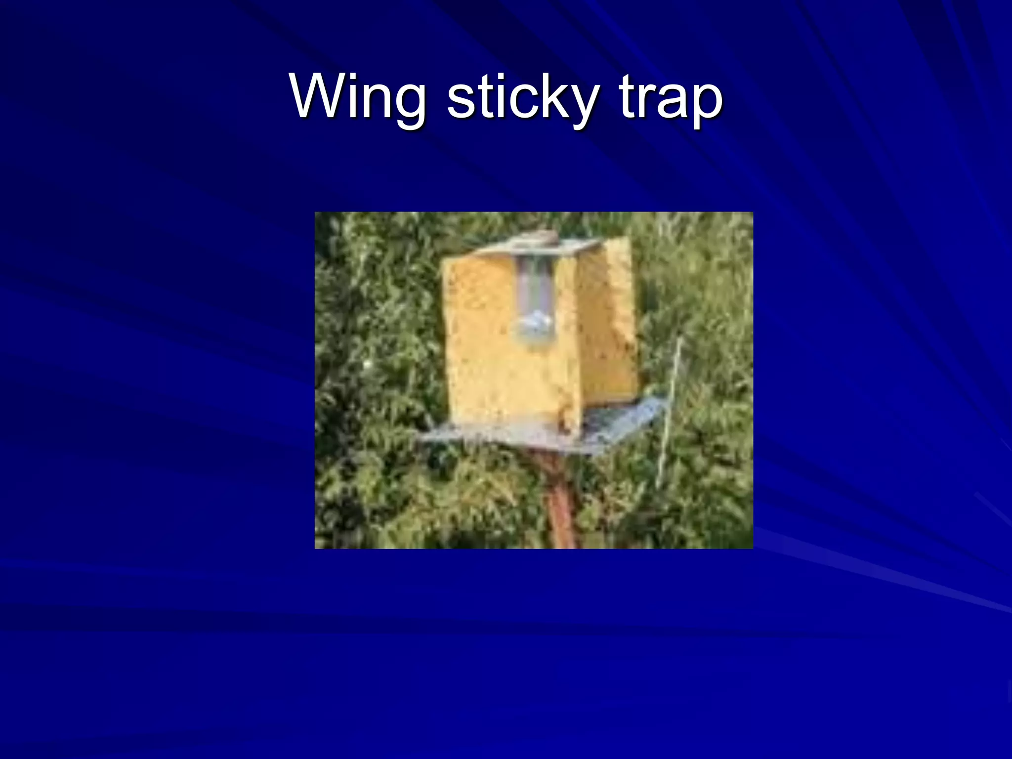 Wing sticky trap
 