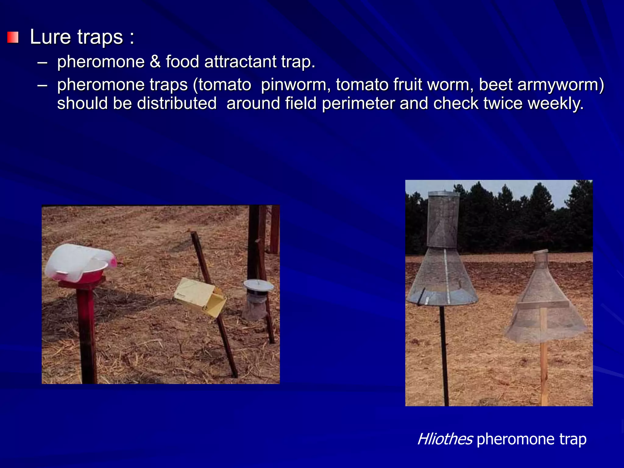 Lure traps :
– pheromone & food attractant trap.
– pheromone traps (tomato pinworm, tomato fruit worm, beet armyworm)
should be distributed around field perimeter and check twice weekly.
Hliothes pheromone trap
 