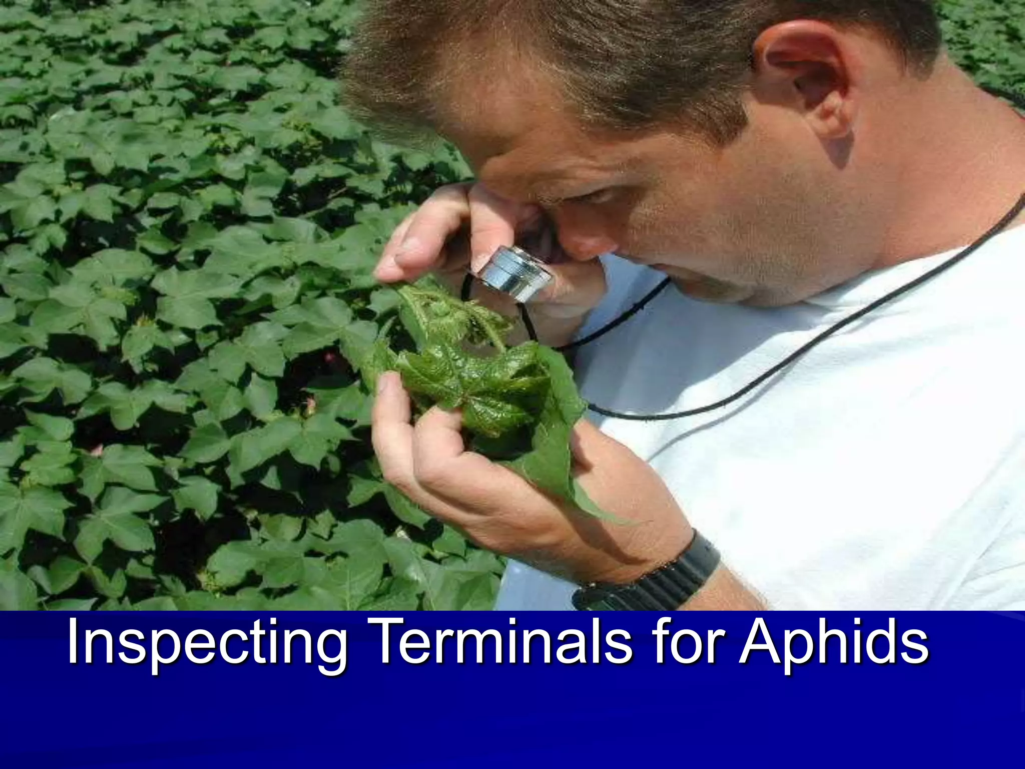 Inspecting Terminals for Aphids
 