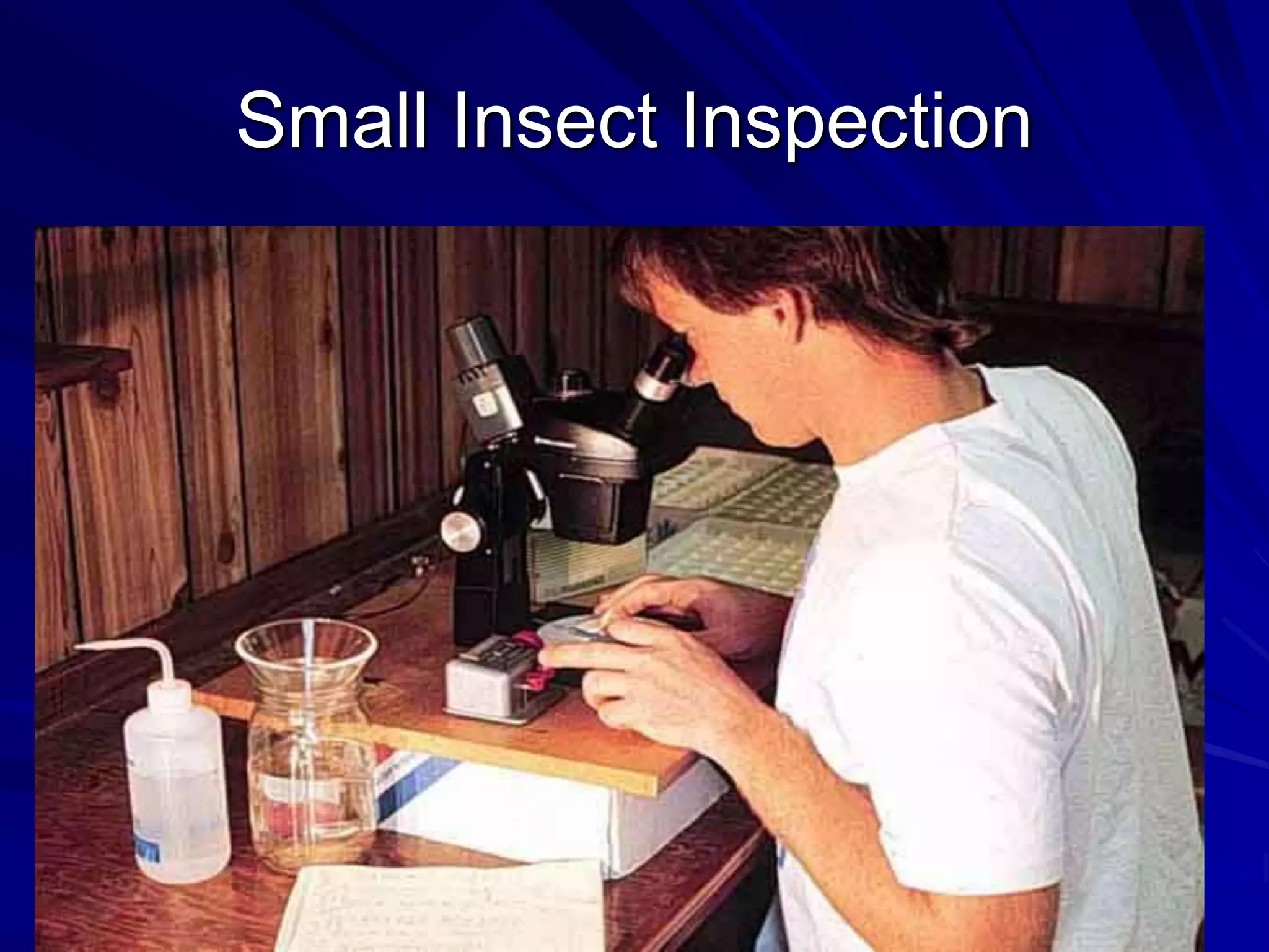 Small Insect Inspection
 