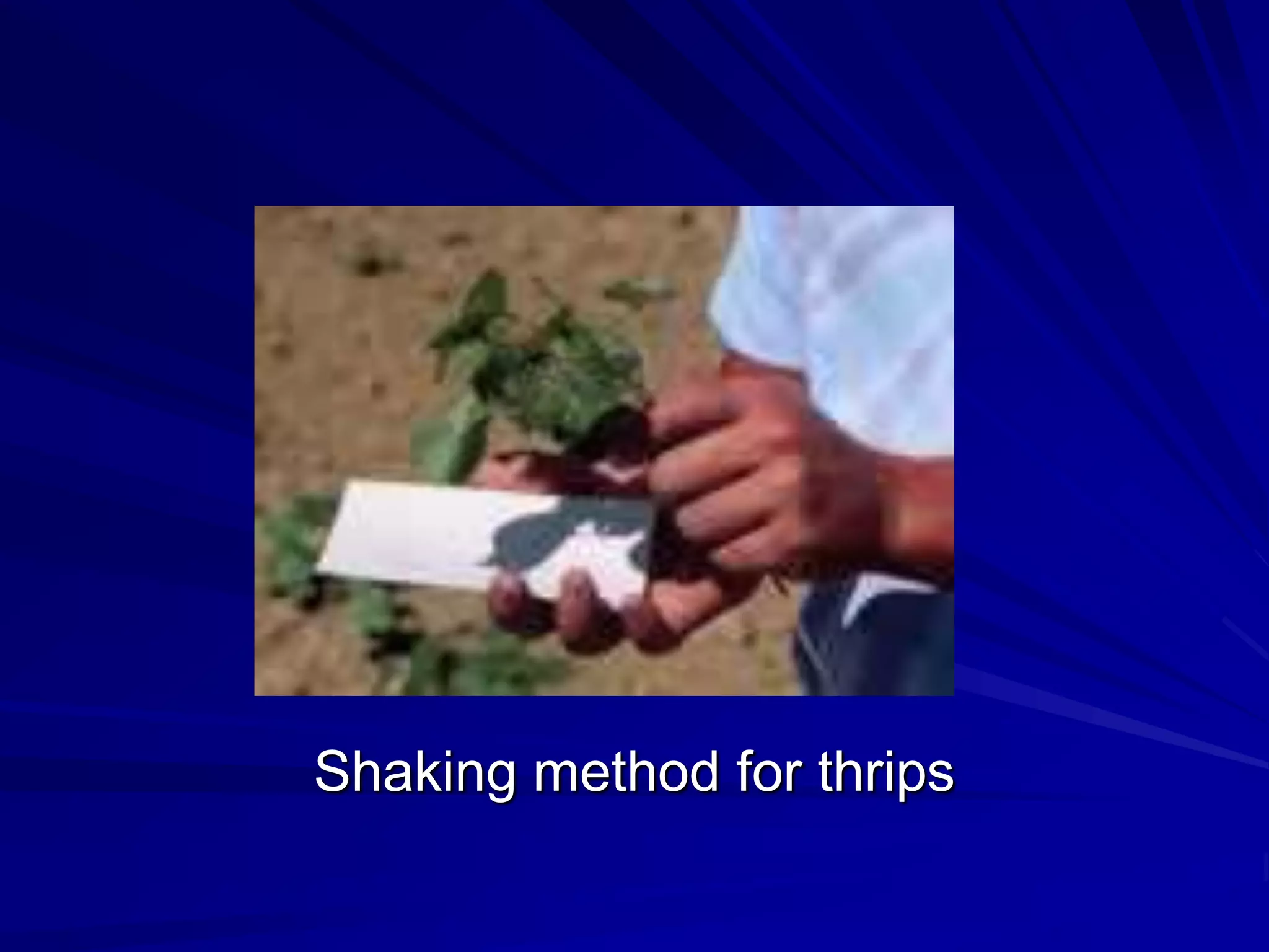 Shaking method for thrips
 