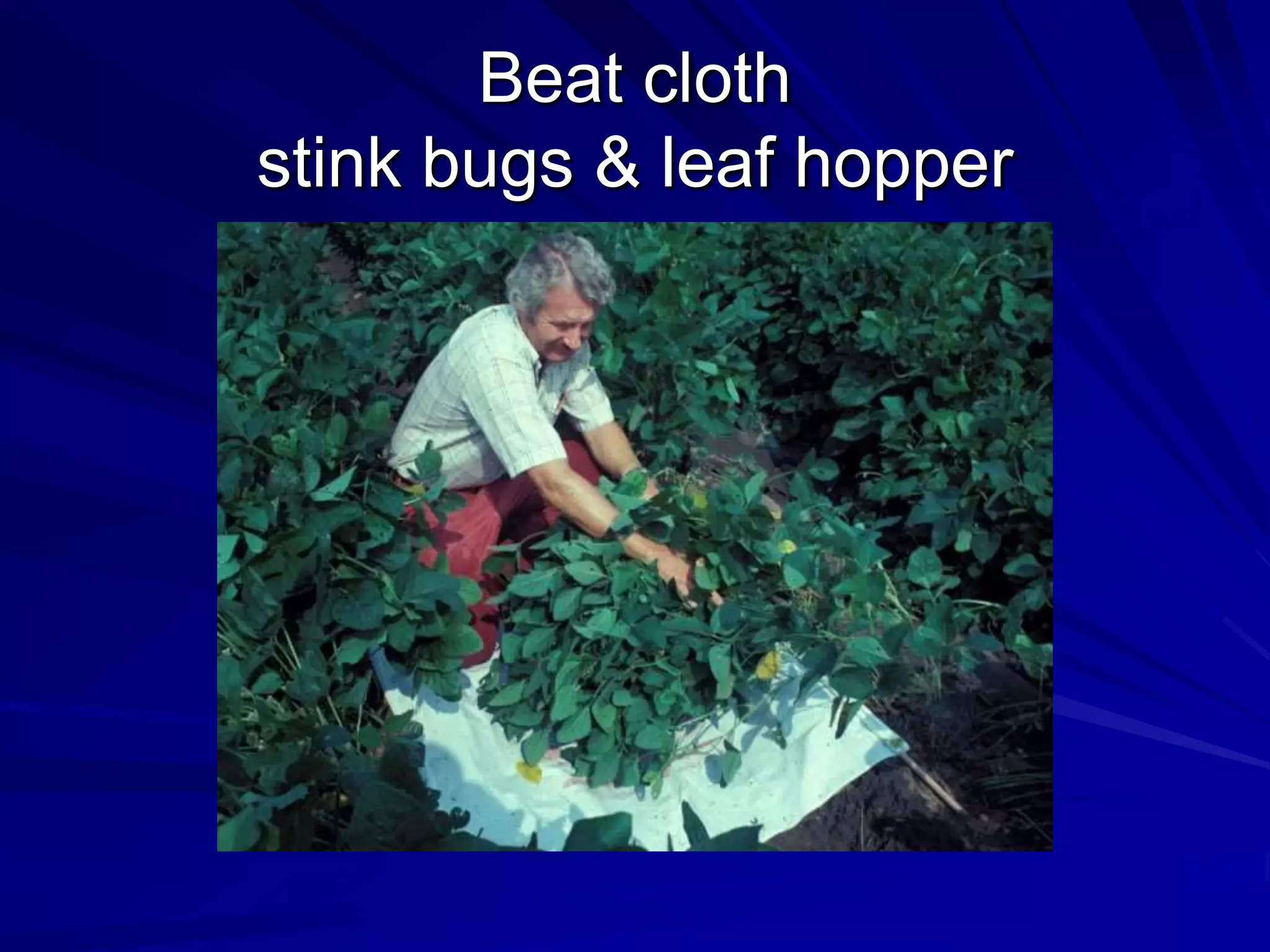 Beat cloth
stink bugs & leaf hopper
 