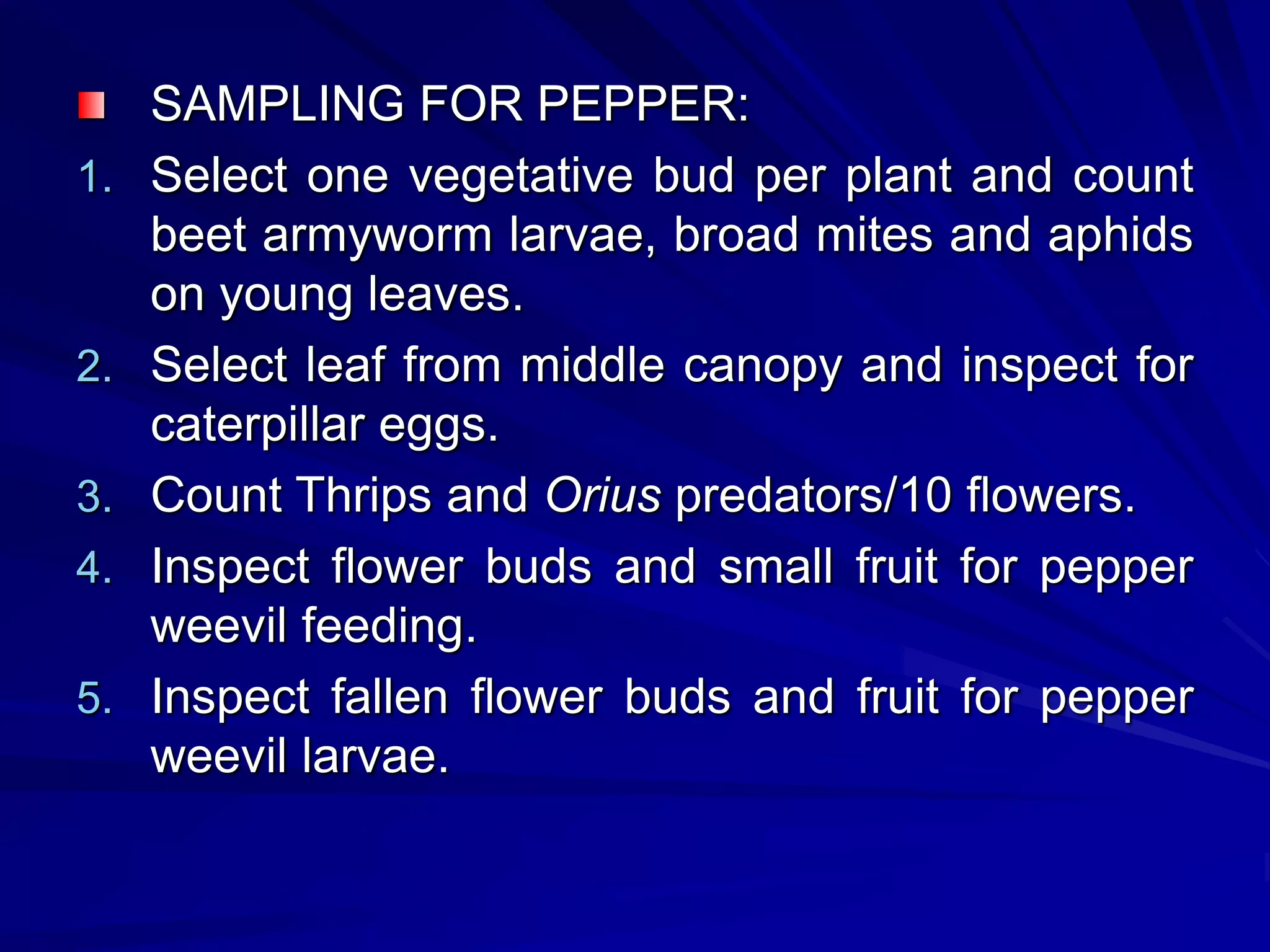SAMPLING FOR PEPPER:
1. Select one vegetative bud per plant and count
beet armyworm larvae, broad mites and aphids
on young leaves.
2. Select leaf from middle canopy and inspect for
caterpillar eggs.
3. Count Thrips and Orius predators/10 flowers.
4. Inspect flower buds and small fruit for pepper
weevil feeding.
5. Inspect fallen flower buds and fruit for pepper
weevil larvae.
 