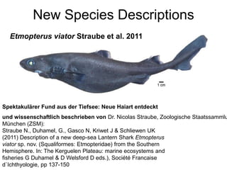 New Species Descriptions 
Etmopterus viator Straube et al. 2011 
Spektakulärer Fund aus der Tiefsee: Neue Haiart entdeckt 
und wissenschaftlich beschrieben von Dr. Nicolas Straube, Zoologische Staatssammlung 
München (ZSM): 
Straube N., Duhamel, G., Gasco N, Kriwet J & Schliewen UK 
(2011) Description of a new deep-sea Lantern Shark Etmopterus 
viator sp. nov. (Squaliformes: Etmopteridae) from the Southern 
Hemisphere. In: The Kerguelen Plateau: marine ecosystems and 
fisheries G Duhamel & D Welsford D eds.), Société Francaise 
d`Ichthyologie, pp 137-150 
 