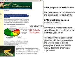Global Amphibian Assessment 
The GAA assessed threat status 
and distribution for each of the 
5,743 amphibian species 
known to science. 
35 EXTINCT/EW 
More than 520 scientists from 
over 60 countries contributed to 
the three-year study. 
Results provide a baseline for 
global amphibian conservation, 
and will be used to design 
strategies to save the world’s 
rapidly declining amphibian 
populations 
427 Critically 
Endangered 
The Panamanian golden frog is one of roughly 
110 species of harlequin frog (Atelopus), many of 
which are dying out. Although this species still 
survives, its numbers have fallen significantly. 
 