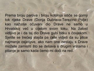 Prema broju parova i broju kolonija ističe se gornji
tok rijeke Drave (Donja Dubrava-Terezino Polje)
kao najbolje očuvani dio Drave ne samo u
Hrvatskoj već u cijelom svom toku. Na žalost
vidljivo je i da taj dio Drave gubi bitku s čovjekom.
Sjetite se trećeg slajda pa ćete vidjeti da su ptice
najmanje osjetljive, ako nam one nestaju s Drave
možete zamisliti što se dešava s drugim vrstama i
pitanje je samo kada ćemo mi doći na red.
 