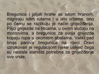 Bregunica i piljak hrane se istom hranom,
migriraju istim rutama i u isto vrijeme, ono
po čemu se razlikuju je način gniježđenja.
Piljci gnijezde na liticama, u ovom slučaju na
mostovima, a bregunice za svoja gnijezda
kopaju rupe u okomitim obalama. Veliki pad
broja parova bregunica na rijeci Dravi
uzrokovan je regulacijom rijeke uslijed čega
su nestala staništa potrebna za gniježđenje
ove vrste.
 
