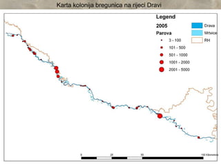 Karta kolonija bregunica na rijeci Dravi
 
