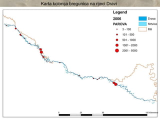 Karta kolonija bregunica na rijeci Dravi
 
