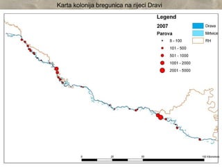 Karta kolonija bregunica na rijeci Dravi
 