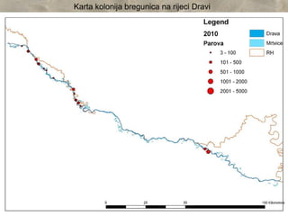 Karta kolonija bregunica na rijeci Dravi
 