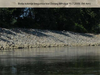 Bivša kolonija bregunica kod Donjeg Miholjca 10.7.2009. (84 rkm)
 