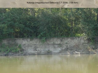 Kolonija bregunica kod Detkovca 7.7.2008. (139 rkm)
 