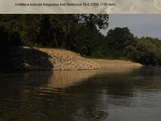 Uništena kolonija bregunica kod Detkovca 16.6.2009. (139 rkm)
 