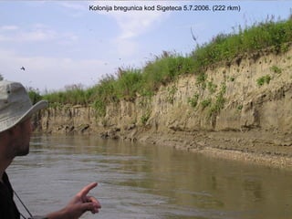 Kolonija bregunica kod Sigeteca 5.7.2006. (222 rkm)
 