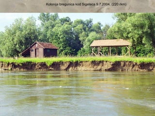 Kolonija bregunica kod Sigeteca 9.7.2004. (220 rkm)
 