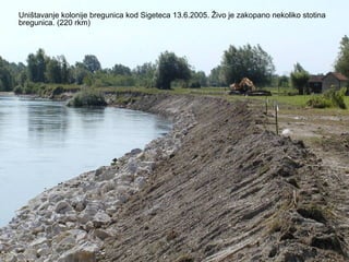 Uništavanje kolonije bregunica kod Sigeteca 13.6.2005. Živo je zakopano nekoliko stotina
bregunica. (220 rkm)
 