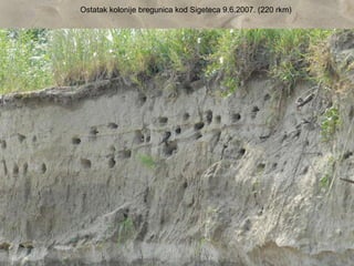 Ostatak kolonije bregunica kod Sigeteca 9.6.2007. (220 rkm)
 