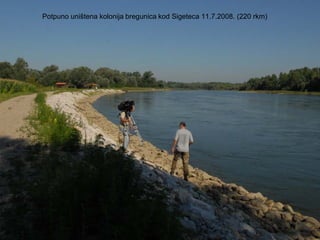 Potpuno uništena kolonija bregunica kod Sigeteca 11.7.2008. (220 rkm)
 