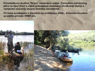Prirodoslovno društvo “Drava” nastavlja s radom. Provodimo monitorimg
ptica na rijeci Dravi s ciljem prikupljanja podataka i utvrđivanja stanja s
namjerom očuvanja ukupne biološke raznolikosti.
Pri tome surađujemo s Zavodom za ornitologiju HAZU, Državnim zavodom
za zaštitu prirode i WWF-om.
 