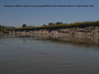 Bregunica (Riparia riparia) za svoja gnjezdilišta koristi neobrasle odrone u kojima kopa rupe.
 