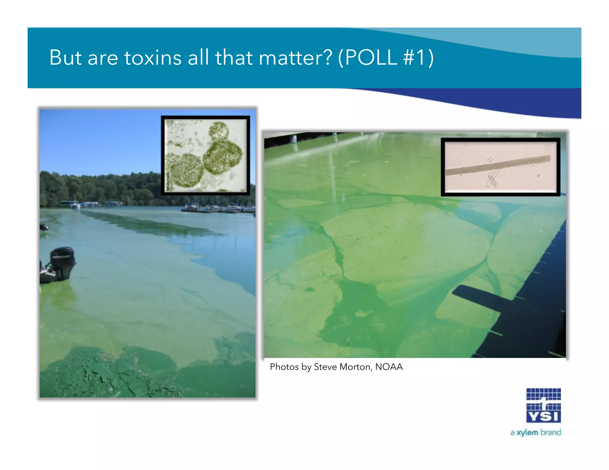 But are toxins all that matter? (POLL #1)
Photos by Steve Morton, NOAA
 