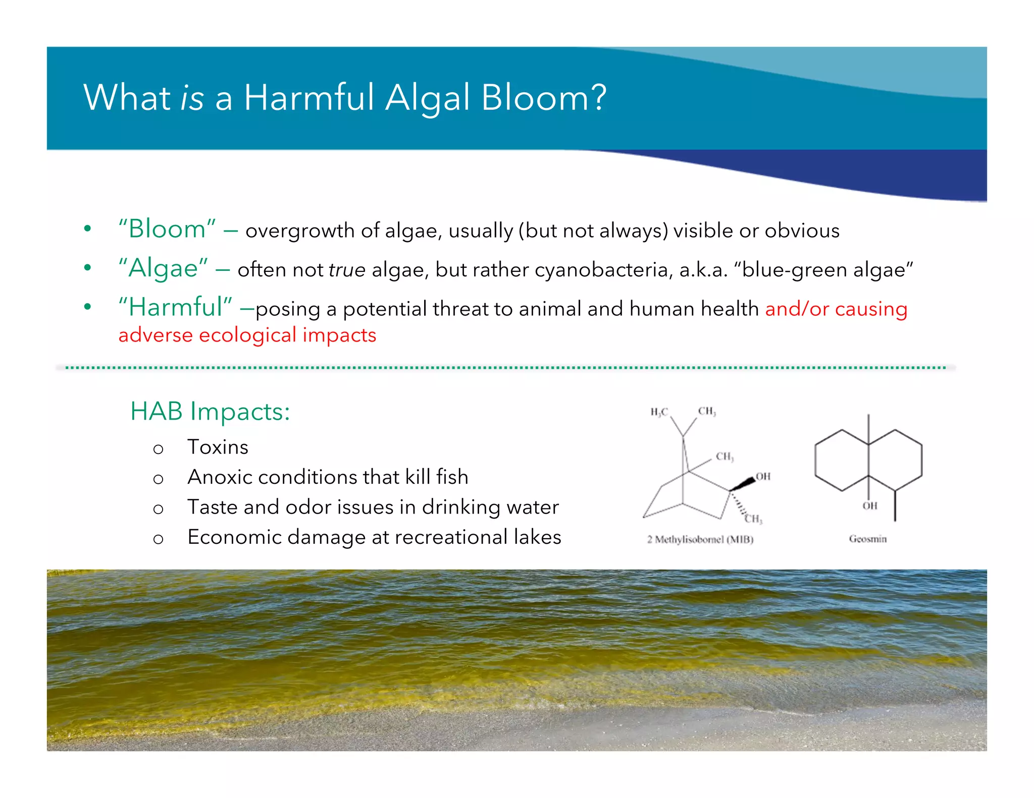 What is a Harmful Algal Bloom?
•  “Bloom” — overgrowth of algae, usually (but not always) visible or obvious
•  “Algae” — often not true algae, but rather cyanobacteria, a.k.a. “blue-green algae”
•  “Harmful” —posing a potential threat to animal and human health and/or causing
adverse ecological impacts
HAB Impacts:
o  Toxins
o  Anoxic conditions that kill ﬁsh
o  Taste and odor issues in drinking water
o  Economic damage at recreational lakes
 