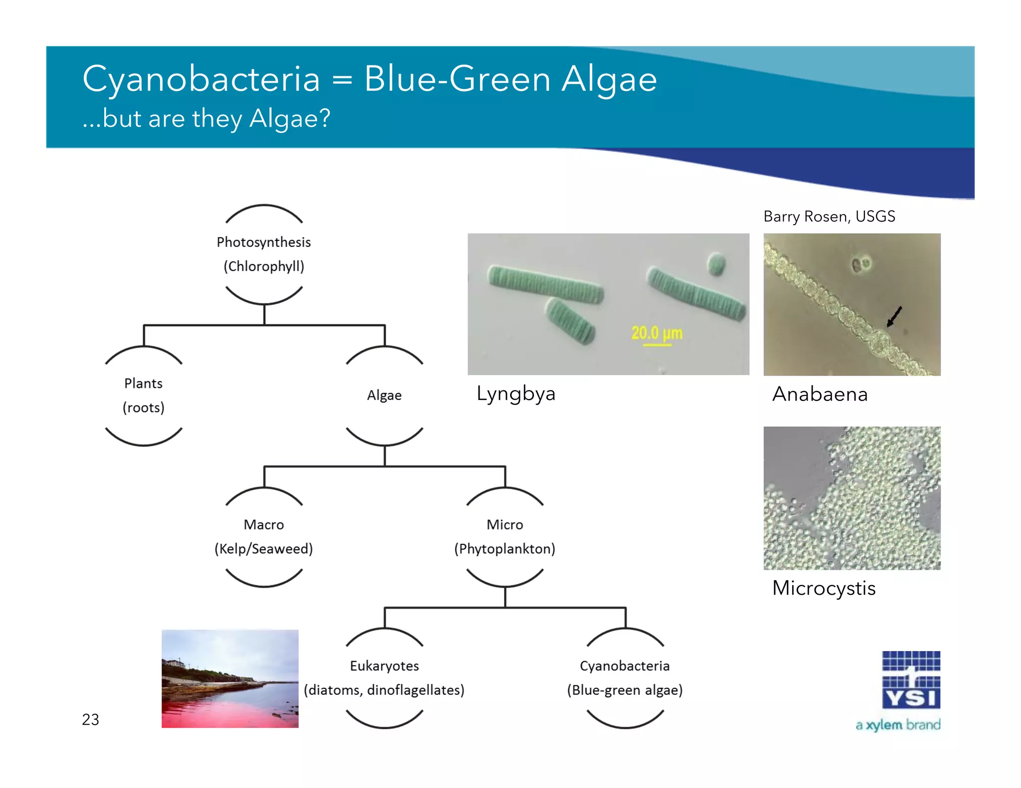 Cyanobacteria = Blue-Green Algae
...but are they Algae?
23
Barry Rosen, USGS
AnabaenaLyngbya
Microcystis
 