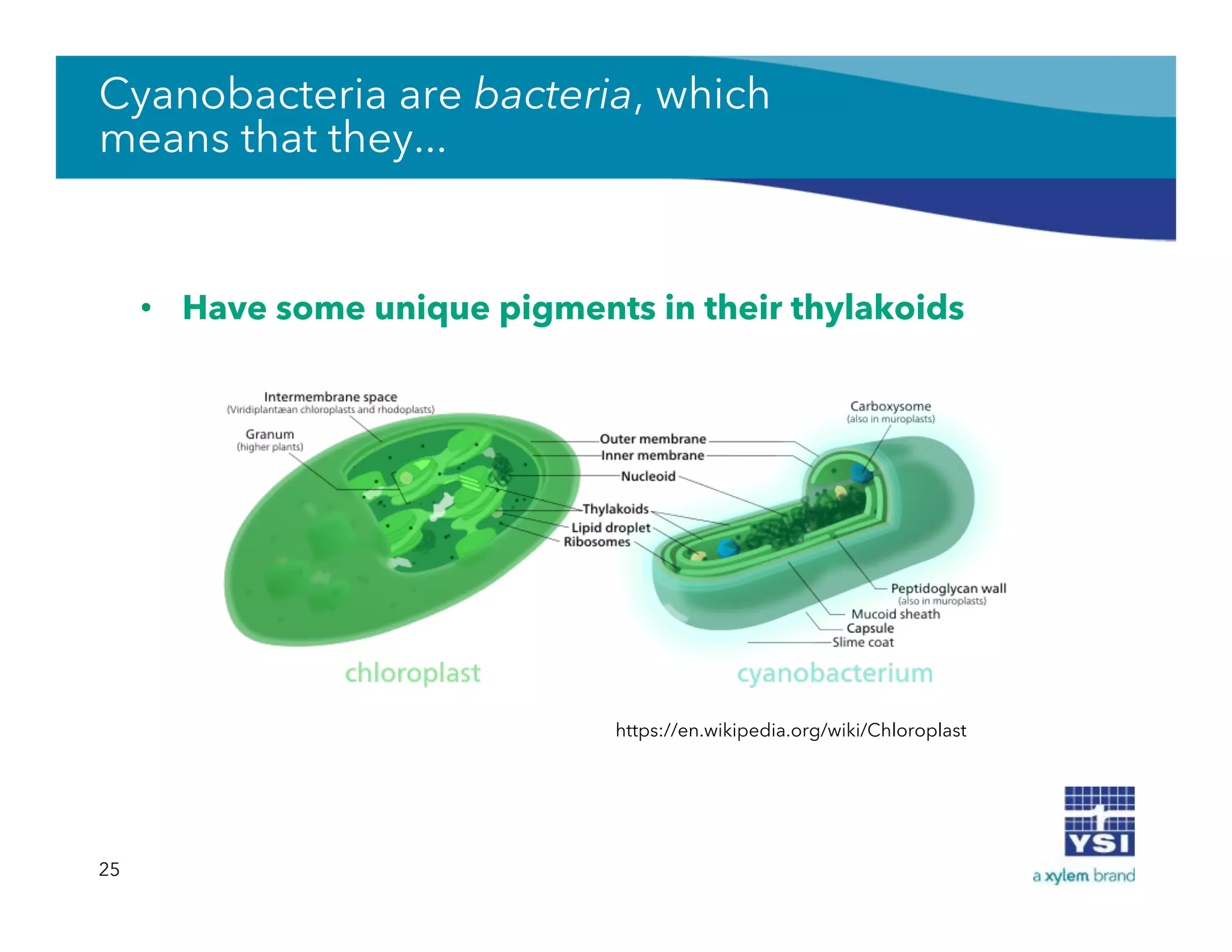 25
https://en.wikipedia.org/wiki/Chloroplast
Cyanobacteria are bacteria, which
means that they...
•  Have some unique pigments in their thylakoids
 