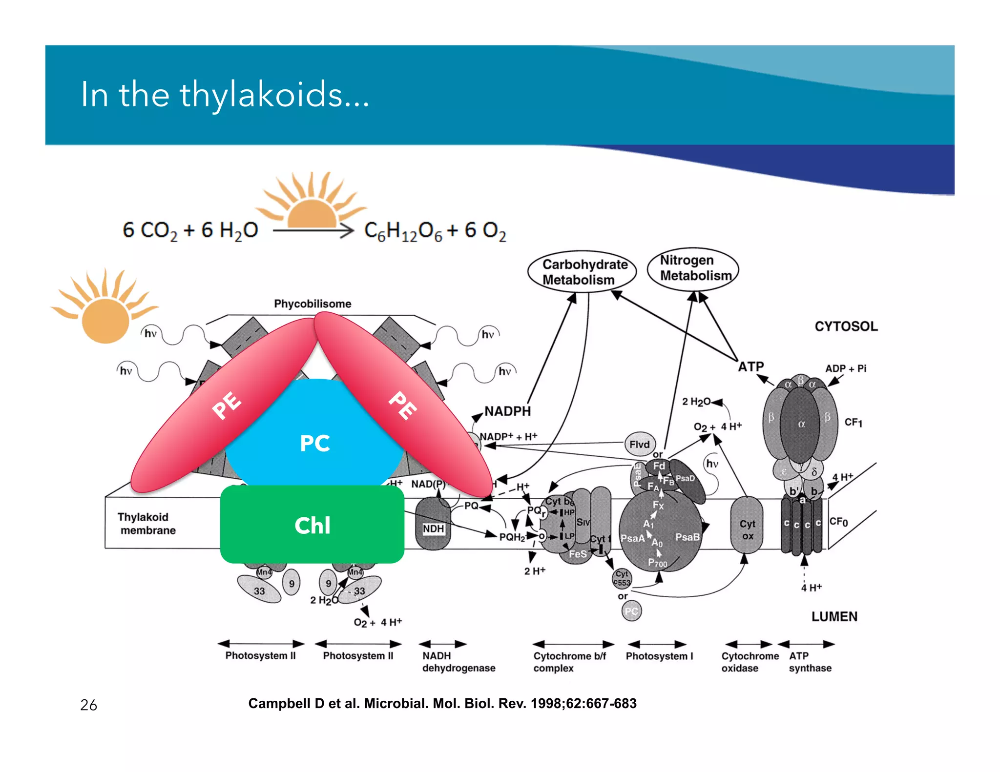 In the thylakoids...
26 Campbell D et al. Microbial. Mol. Biol. Rev. 1998;62:667-683
PC
Chl
 