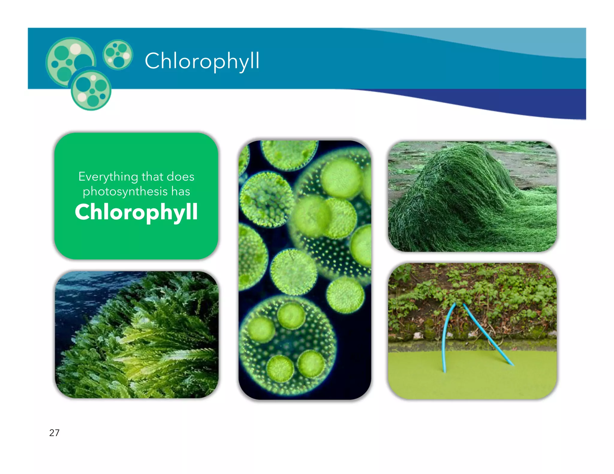 27
Everything that does
photosynthesis has
Chlorophyll
Chlorophyll
 