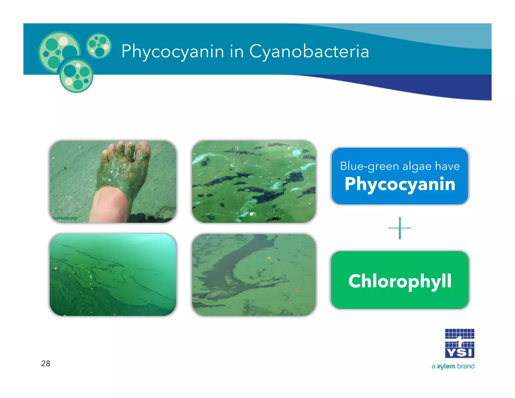 28
Chlorophyll
Blue-green algae have
Phycocyanin
Phycocyanin in Cyanobacteria
 