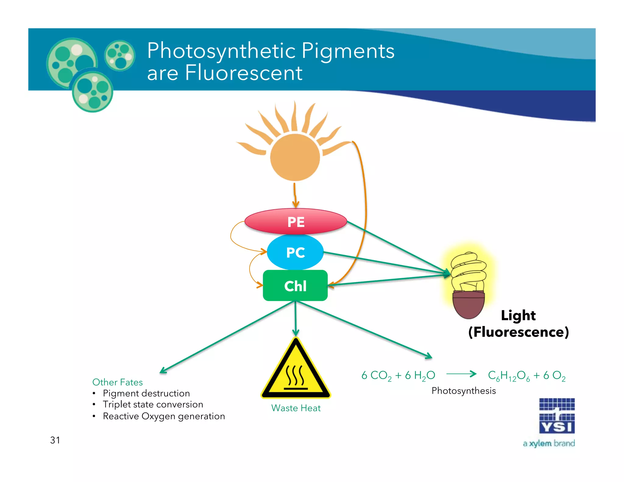 31
Waste Heat
6 CO2 + 6 H2O C6H12O6 + 6 O2
Photosynthesis
Other Fates
•  Pigment destruction
•  Triplet state conversion
•  Reactive Oxygen generation
Light
(Fluorescence)
Photosynthetic Pigments
are Fluorescent
PC
Chl
PE
 