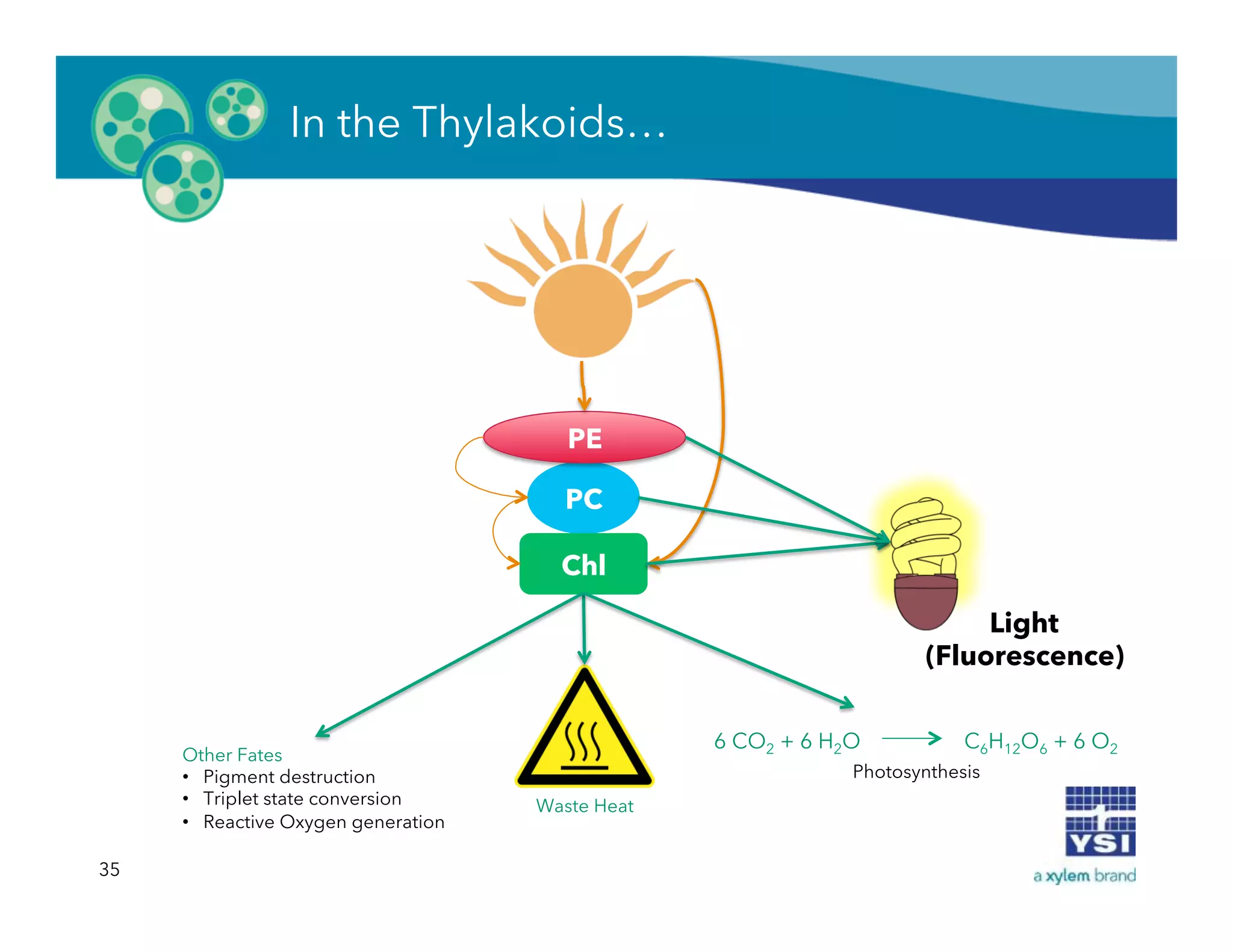 35
Waste Heat
6 CO2 + 6 H2O C6H12O6 + 6 O2
Photosynthesis
Other Fates
•  Pigment destruction
•  Triplet state conversion
•  Reactive Oxygen generation
Light
(Fluorescence)
In the Thylakoids…
PC
Chl
PE
 