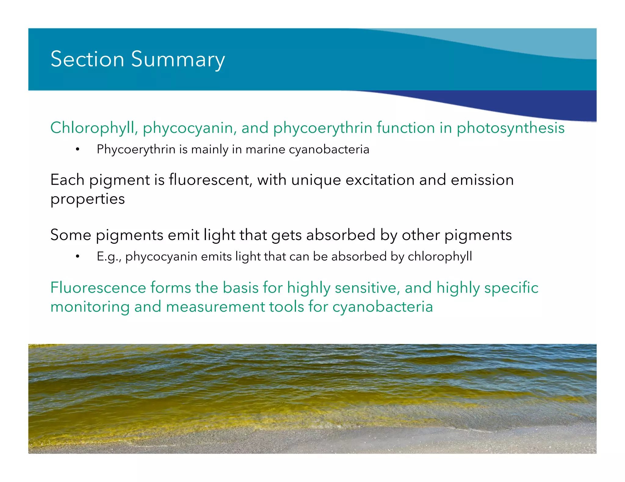 Section Summary
Chlorophyll, phycocyanin, and phycoerythrin function in photosynthesis
•  Phycoerythrin is mainly in marine cyanobacteria
Each pigment is ﬂuorescent, with unique excitation and emission
properties
Some pigments emit light that gets absorbed by other pigments
•  E.g., phycocyanin emits light that can be absorbed by chlorophyll
Fluorescence forms the basis for highly sensitive, and highly speciﬁc
monitoring and measurement tools for cyanobacteria
 