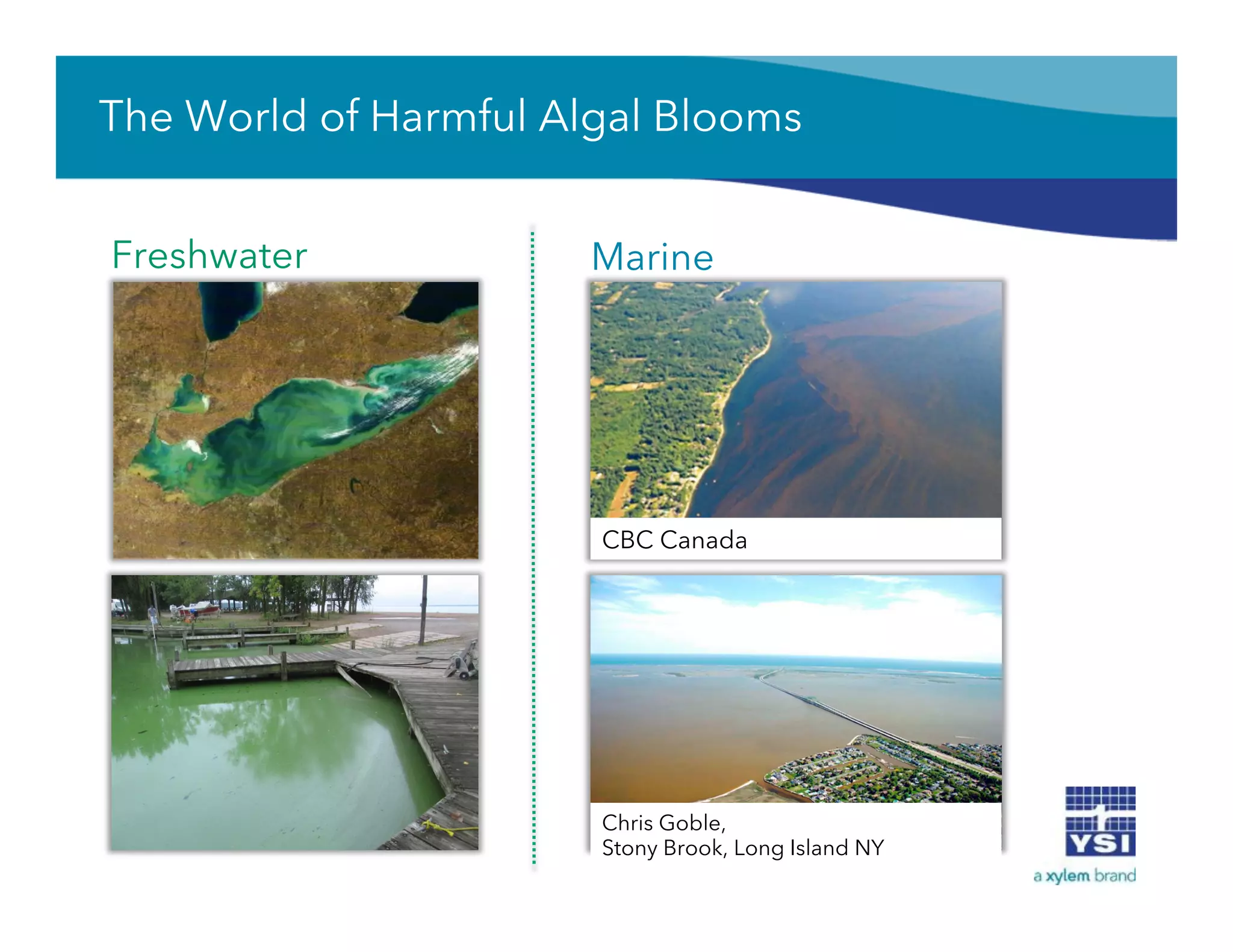 The World of Harmful Algal Blooms
Freshwater Marine
Chris Goble,
Stony Brook, Long Island NY
CBC Canada
 