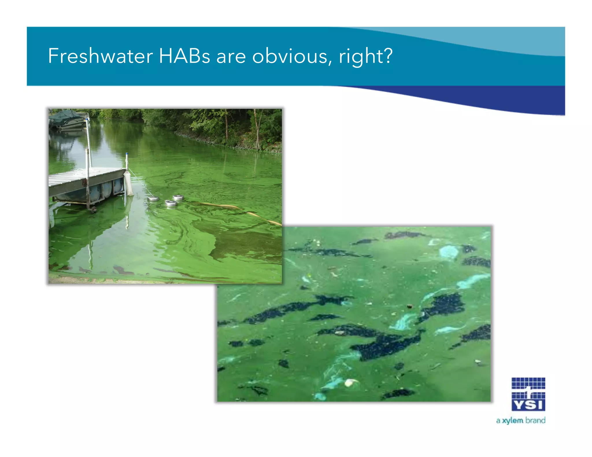 Freshwater HABs are obvious, right?
 