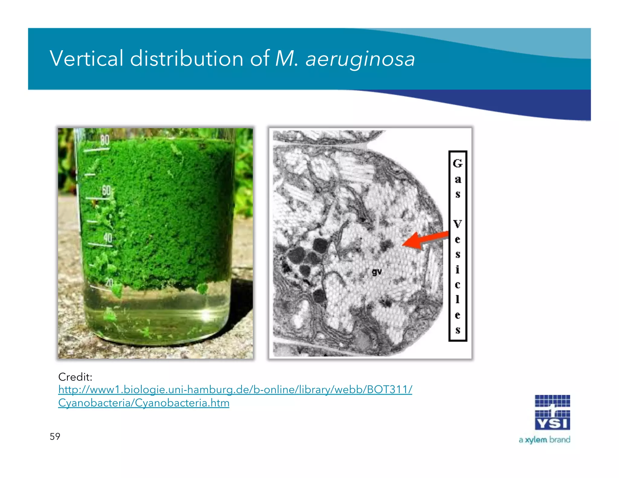 Vertical distribution of M. aeruginosa
59
Credit:
http://www1.biologie.uni-hamburg.de/b-online/library/webb/BOT311/
Cyanobacteria/Cyanobacteria.htm
 
