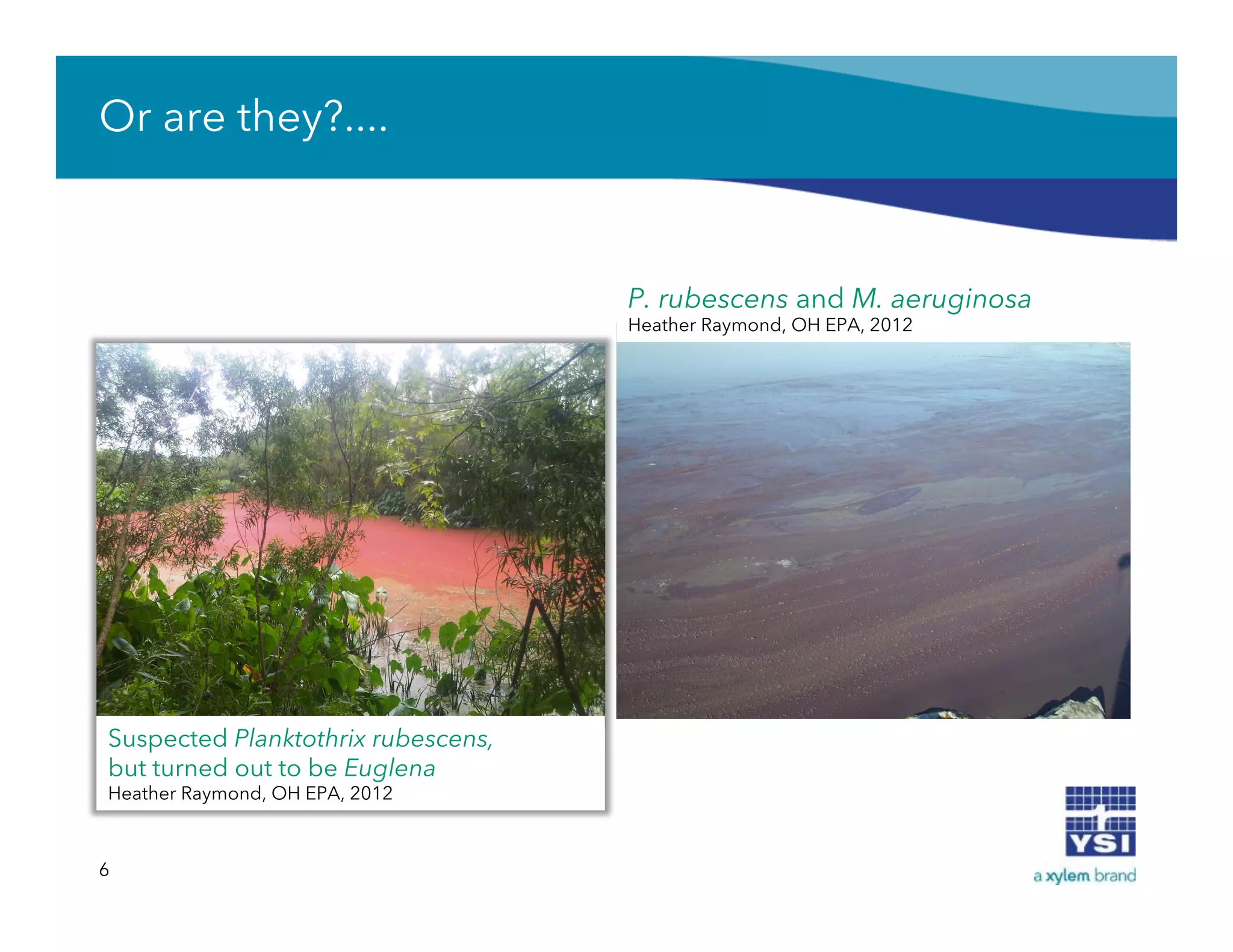 Or are they?....
6
P. rubescens and M. aeruginosa
Heather Raymond, OH EPA, 2012
Suspected Planktothrix rubescens,
but turned out to be Euglena
Heather Raymond, OH EPA, 2012
 