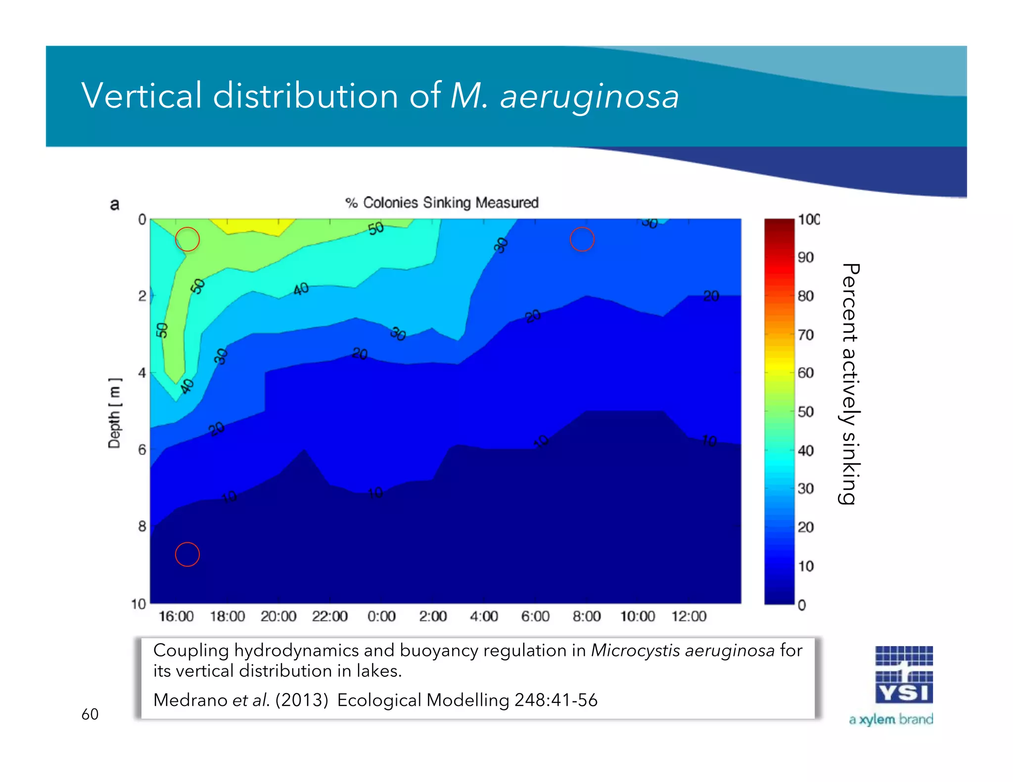 Vertical distribution of M. aeruginosa
Coupling hydrodynamics and buoyancy regulation in Microcystis aeruginosa for
its vertical distribution in lakes.
Medrano et al. (2013) Ecological Modelling 248:41-56
60
Percentactivelysinking
 